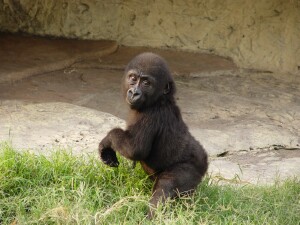 Bangori Baby Western Lowland Gorilla